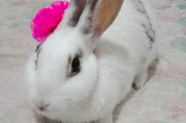 Sundae has crossed the rainbow bridge