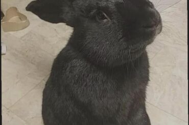 I was told y'all would enjoy a pic of my boy, Riku