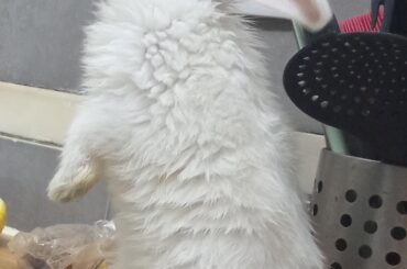 Does anyone know a good place to leave my bunny after I move out
