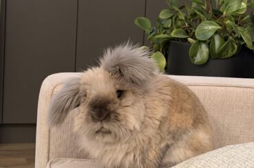 The face of a disgruntled bun