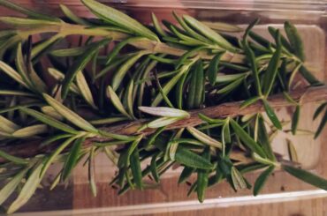 Can my bunnies eat this type of rosemary?
