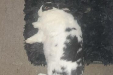 Is my bunny fat??