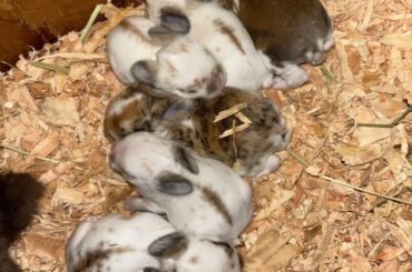 Has anyone ever gotten orphaned neonates to live??