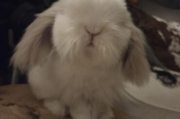 Lil bun bun