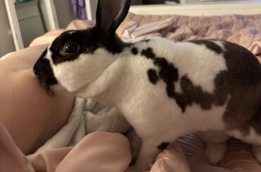 Bunny kisses 😘 ❤️🐇🥺