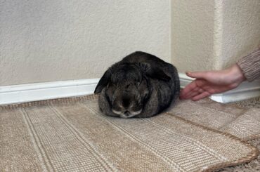 Thanksgiving Sourdough Loaf