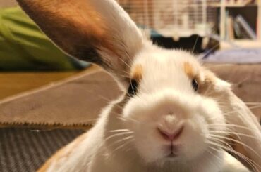 Did anyone say "treat"?