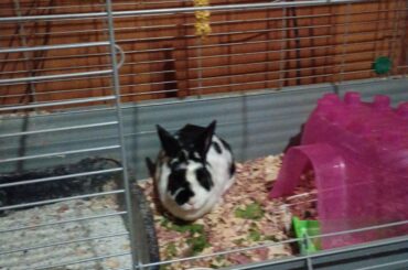 What breed is my bunny