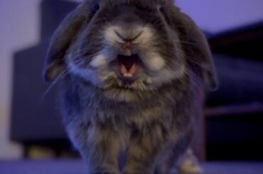 This is what happens when you say ‘no more snacks.’ He turns into little lion🦁