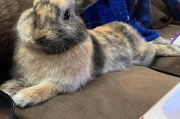 Photos really can’t convey how absolutely adorable bunnies really are