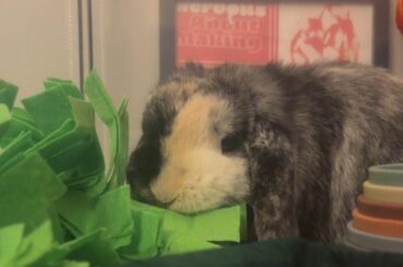 tips on settling your rabbit?