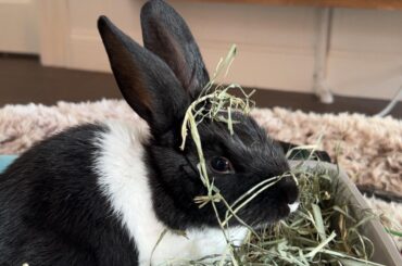 People seemed to really like my bunny Hannibal yesterday so here’s her wearing her hay as a hat 🥰