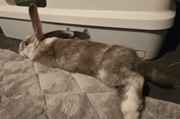 Yall, Bunbun is getting so big...like daily growth