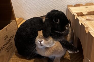 How did they even end up like that?