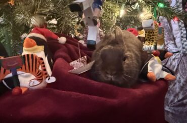 The best present is already under the 🌲