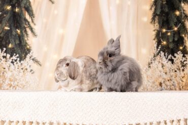 Christmas Buns