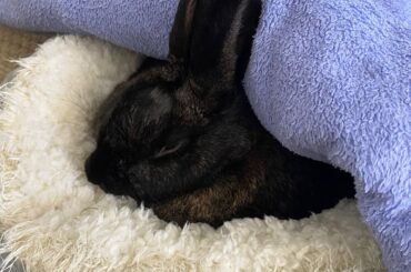 REMI IS NO LONGER A MALE + Vet bill + Has to lose weight, take sunbaths and exercise, advice?