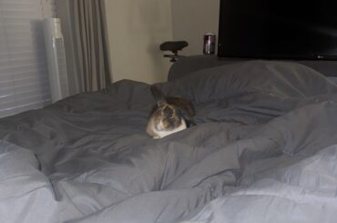 10 week old rabbit doesn’t eat her cecotropes