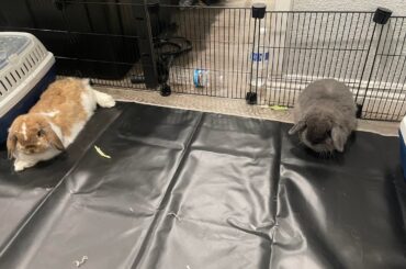 Rabbit bonding day 3