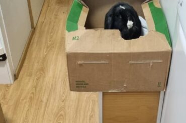 The face of a man caught red-pawed jumping where he clearly shouldn’t. What say thee, bun lawyers - innocent or guilty?