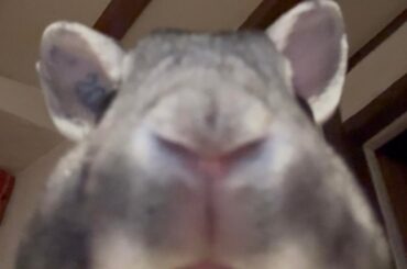 Porridge says aooooagahhghhuughhgguyyyhihihiiihyyy