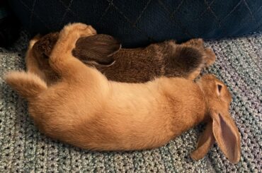 Comrade Bun and Lola Bun are transitioning off of alfalfa hay and I picked up a bale of timothy for them and they hate it. I know they can have other types, and was looking for recs on other hays they might like more. They seem to like the softer and fluffier things to eat.