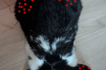 Survivorship bias on Theo