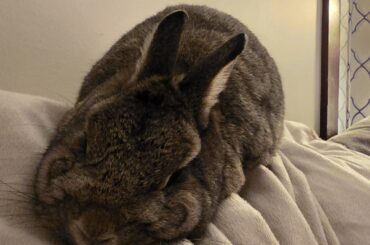 She's discovered the back of the couch
