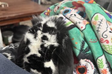 As snug as a bug in a rug