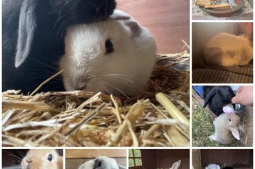 My little bunny family🐰💜