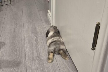 Hairbuster or zoom groom for cats?