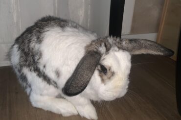 I swear he’s not a lop