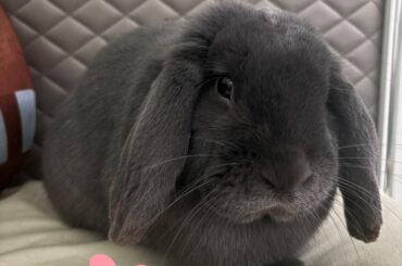 Advice for a Shy Bunny