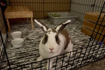 Sleep Well Sweet Prince