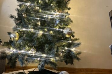 Anyone else bunny love the tree?