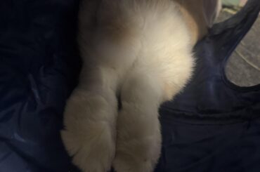 The forbidden bunny feet