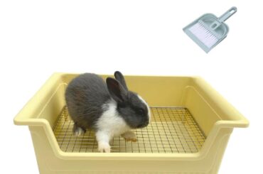 What's the best litter training box