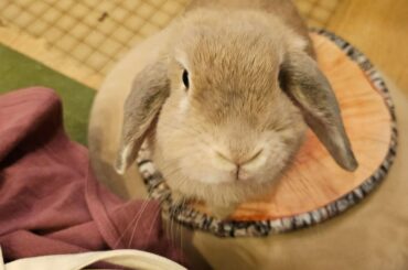 lovely angels at a bunny cafe in tokyo 🪽🤍