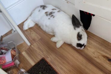 Anyone know this breed?