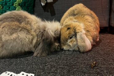 New bunny and Nori update!