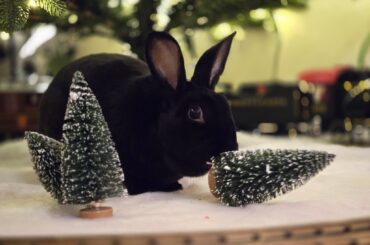 Bun, Destroyer of Trees
