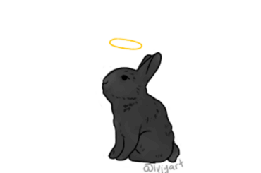 A tribute to my bunny