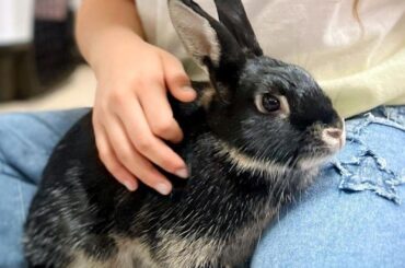 Fosters needed in the SF Bay Area for the holidays! 🎄🎁