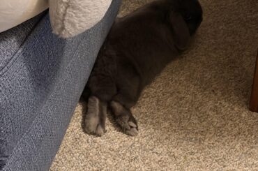 Bunny slippers