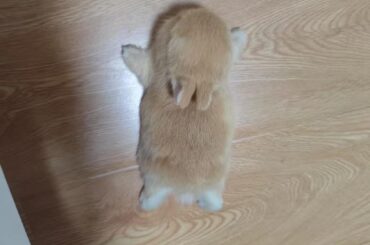 This is the first time I've seen a rabbit lying like this.