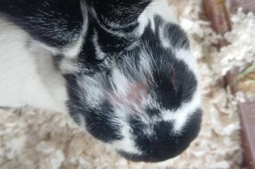 Rabbit losing fur, what do I do?