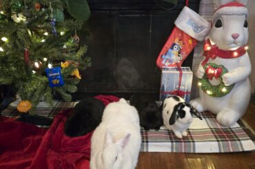 Santa already brought me bunnies for Christmas.
