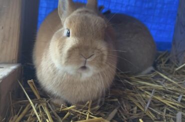 My floofball teddy ☺️