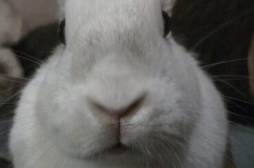 Christmas Not About Rabbits?