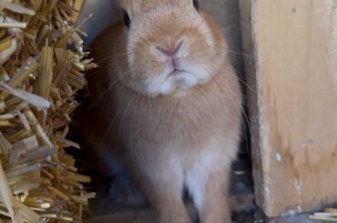 Teddy stealing the spotlight from Chip!